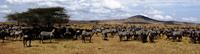 Zebras on African Safari
